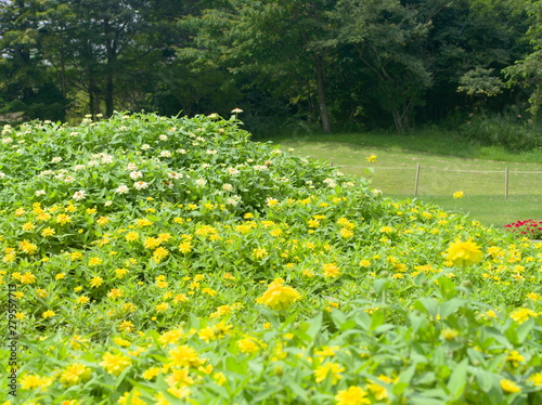 Obraz na płótnie field of dandelions w salonie