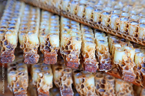 bee larvae in the nest