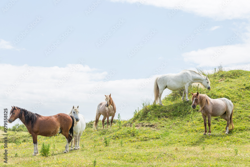 Wild Ponies of the Isle of Anglesey in Wales