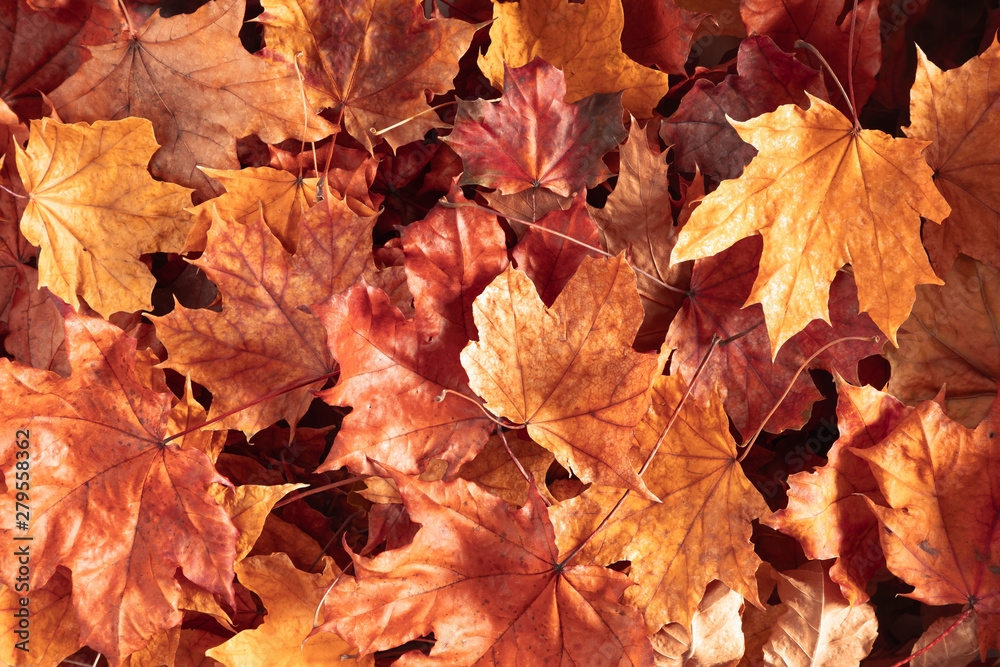 Autumn creative composition. Beautiful autumn leaves as background. Flat lay, top view, copy space Autumn creative composition. Beautiful autumn leaves as background. Flat lay, top view, copy space
