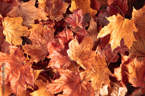 Autumn creative composition. Beautiful autumn leaves as background. Flat lay, top view, copy space