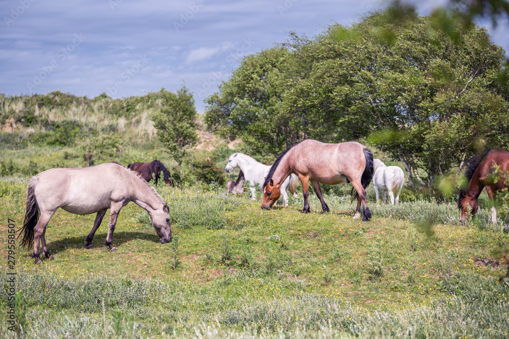 Wild Ponies of the Isle of Anglesey Wild Ponies of the Isle of Anglesey