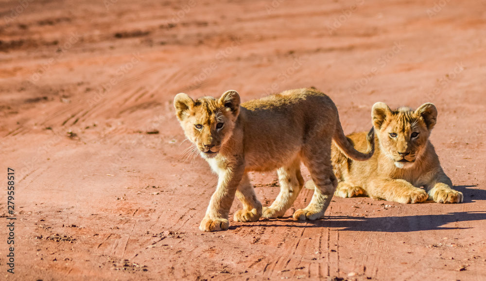 Naklejka premium Śliczne i urocze brązowe lwiątka biegają i bawią się w rezerwacie w Johannesburgu w RPA