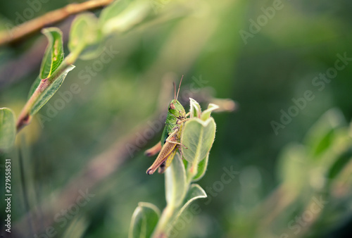 Green Grasshopper Macro Shoot