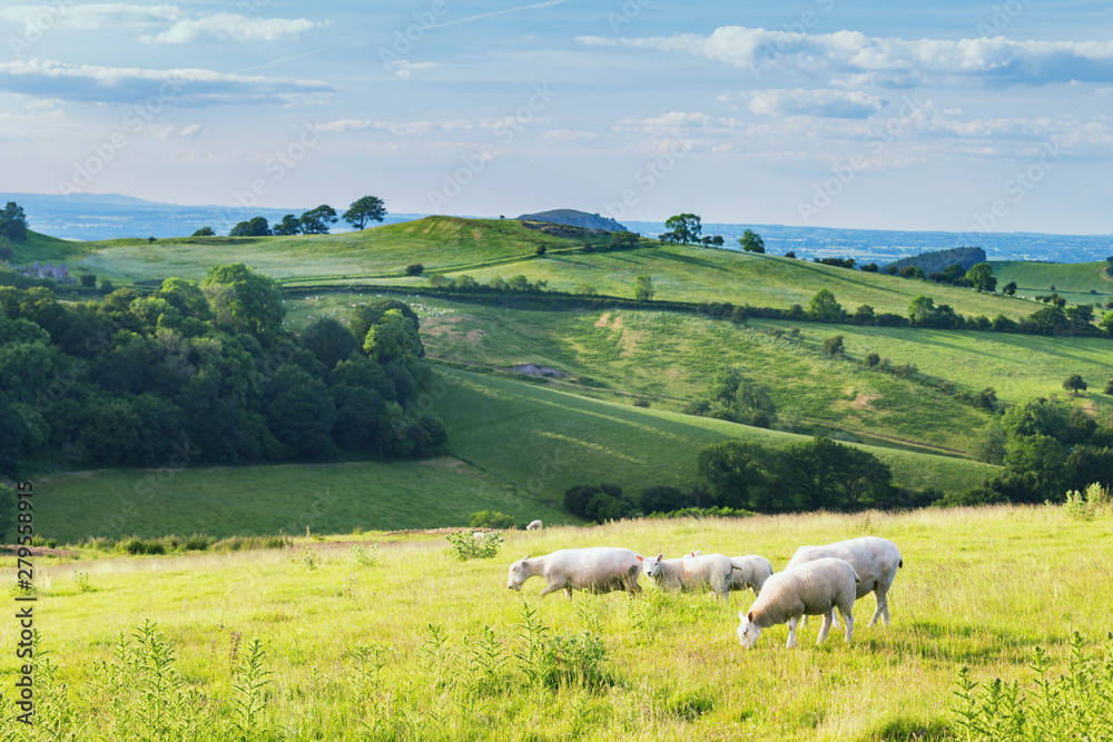 Fototapeta premium British Farming Fields at Summer in Shropshire, UK
