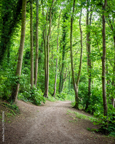 Spring woodland footpath. A tranquil spring view of a footpath leading into a dense wooded ancient forest in the South Downs, England.
