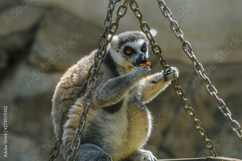 Closeup portrait of an enadangered cute ring tailed Lemur l Lemu