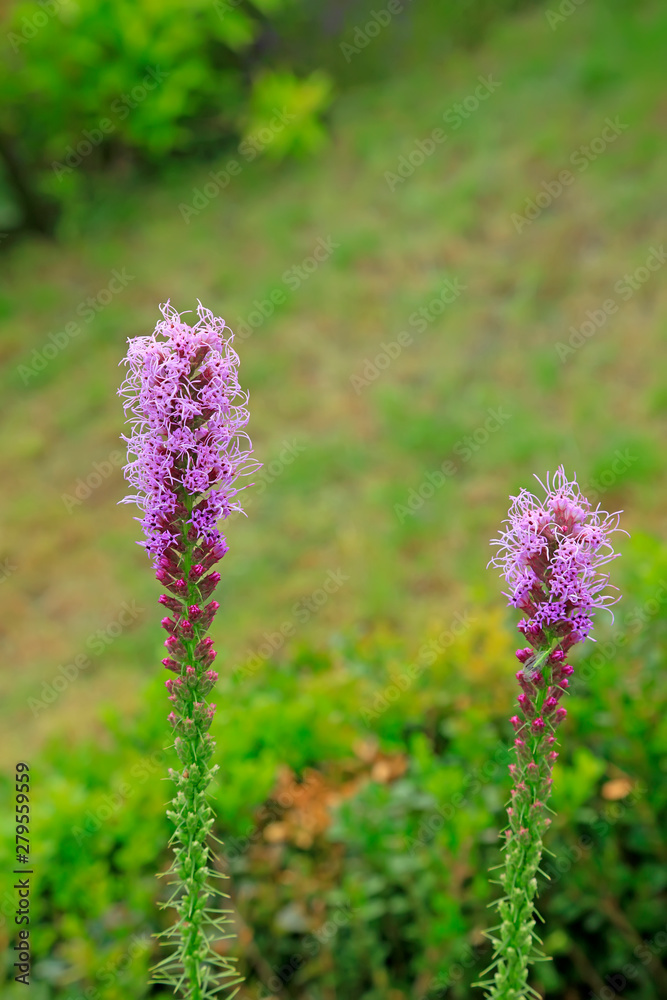 Obraz premium Delphinium elatum in the botanical garden