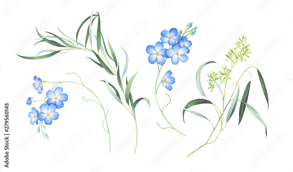 Watercolor set of forget me not flowers and eucalyptus isolated on white background.