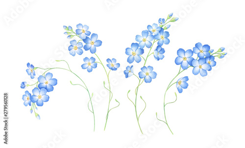 Watercolor set of forget me not flowers isolated on white background.
