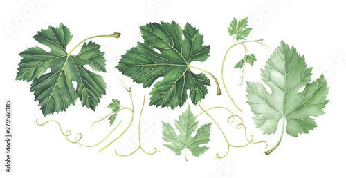 Set of grape leaves isolated on white. Hand drawn watercolor illustration.