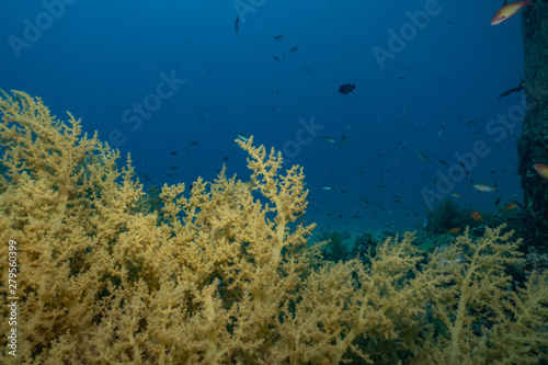 Fototapeta Naklejka Na Ścianę i Meble -  Coral reefs and water plants in the Red Sea, Eilat Israel
