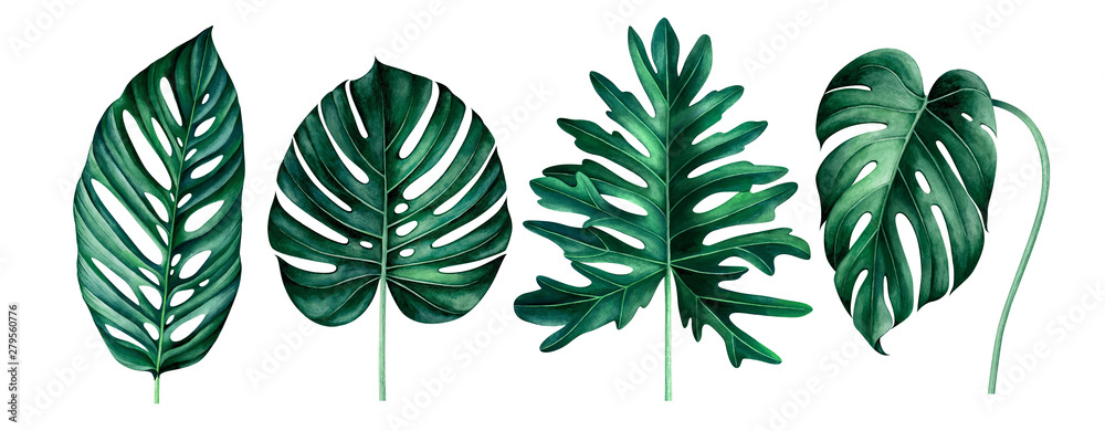Set of exotic tropical leaves isolated on white. Watercolor illustration. Set of exotic tropical leaves isolated on white. Watercolor illustration.