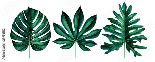 Set of exotic tropical leaves isolated on white. Watercolor illustration. © Oleksandra