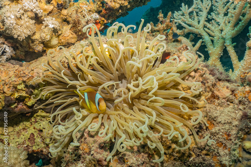 Coral reefs and water plants in the Red Sea, Eilat Israel