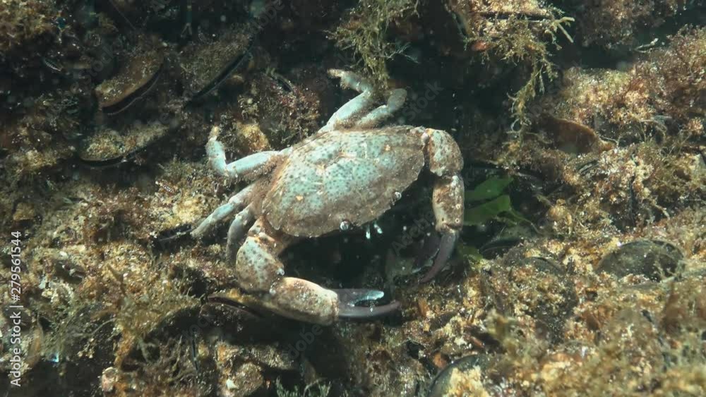 Jaguar round crab (Xantho poressa). Fauna of the Black Sea Jaguar round crab (Xantho poressa). Fauna of the Black Sea