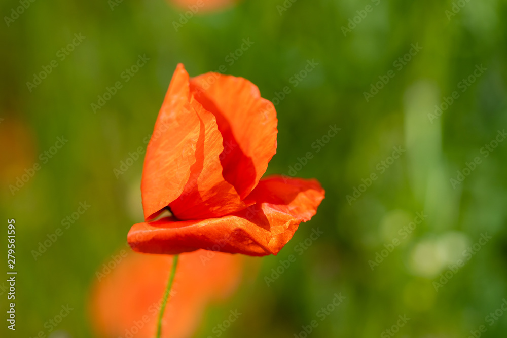 red poppy flower red poppy flower