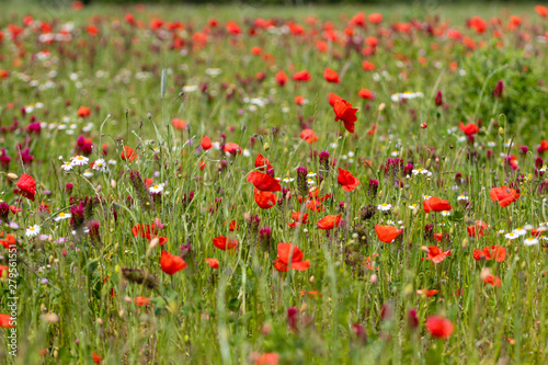 field of red poppies © Michael