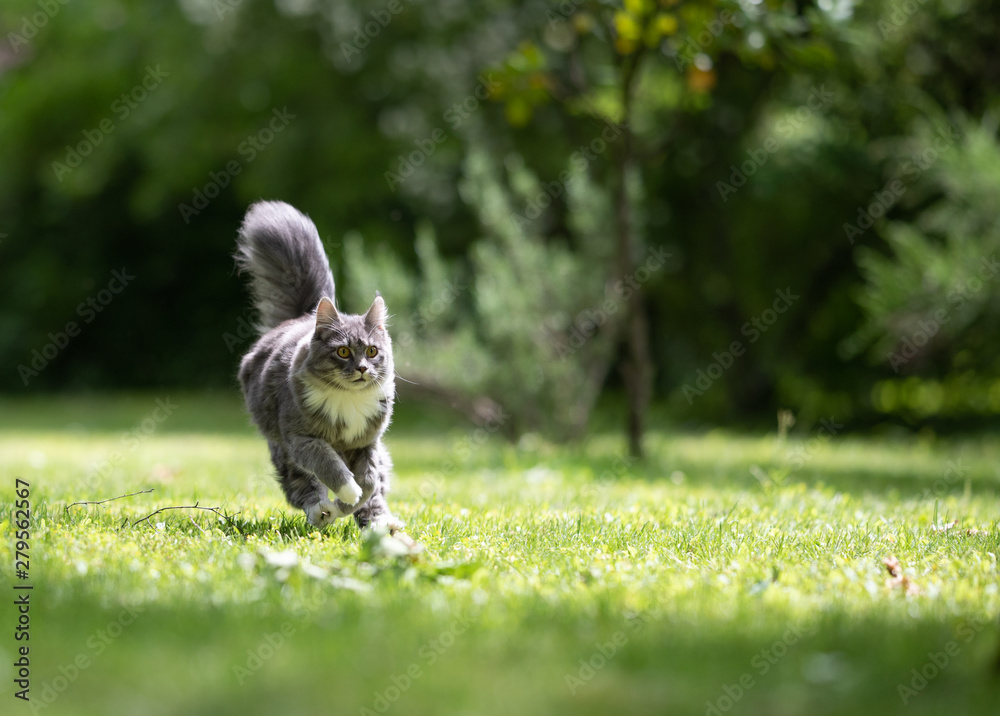 young playful blue tabby maine coon cat with white paws and extremely fluffy tail running over grass at high speed in natural environment on a sunny day