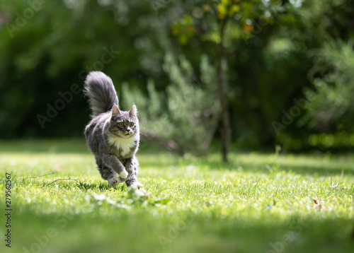Fototapeta Naklejka Na Ścianę i Meble -  young playful blue tabby maine coon cat with white paws and extremely fluffy tail running over grass at high speed in natural environment on a sunny day