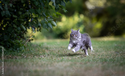 young playful blue tabby maine coon cat running over dry grass at high speed in the back yard flying in the air with ears fold back looking focused