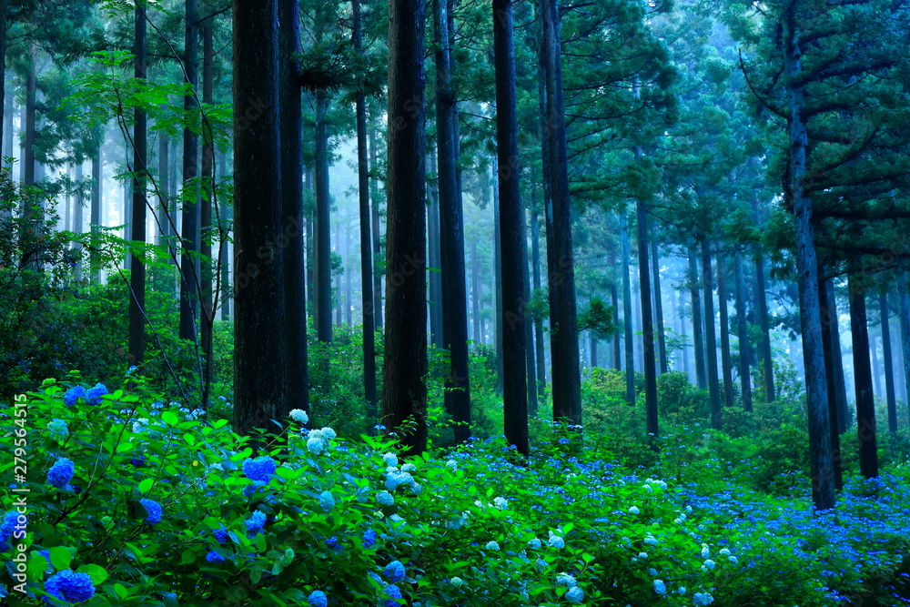 Obraz premium 森の紫陽花
