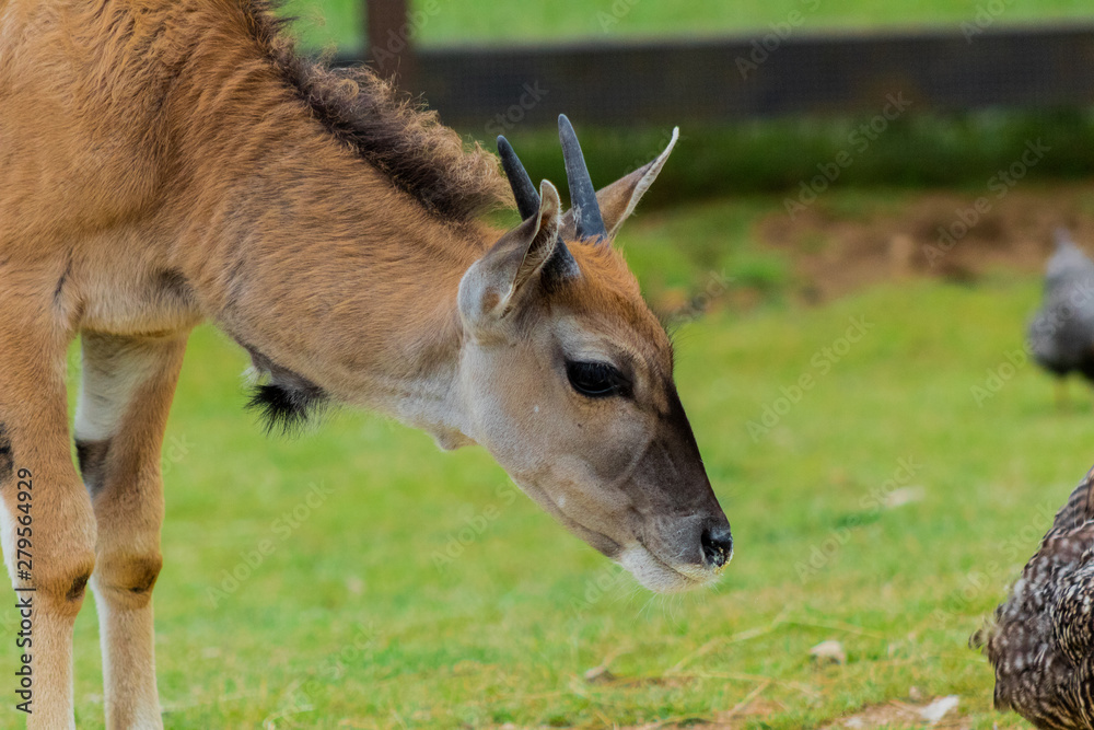 a young water antelope grazing in a meadow