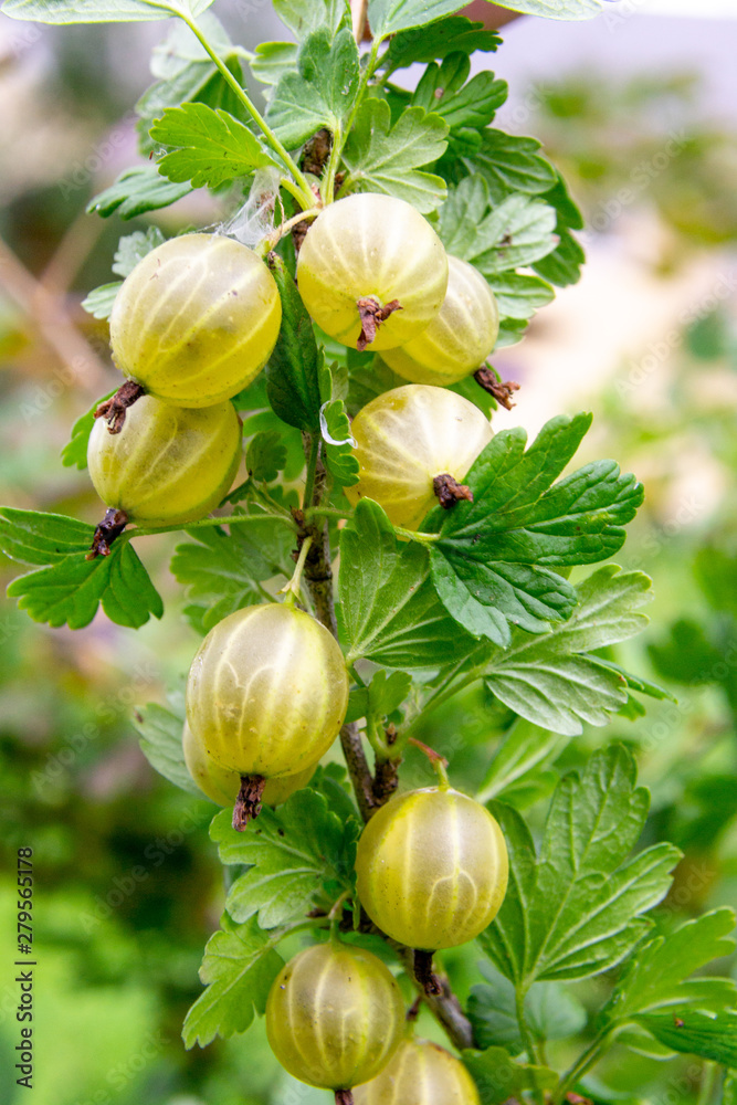 Green abd yellow gooseberry