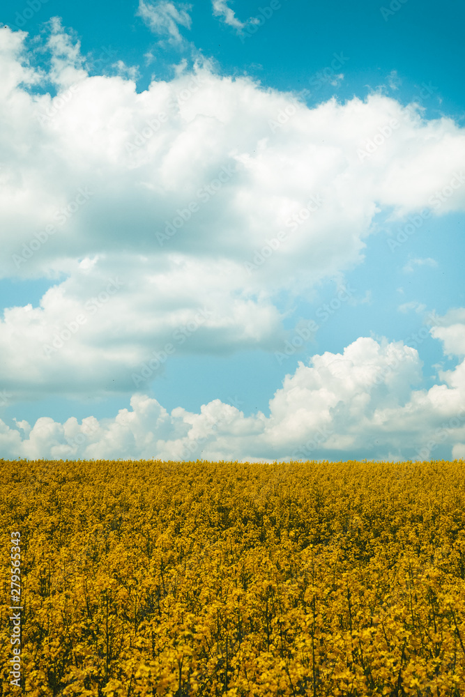 Rapeseed field, Blooming canola flowers close up. Flowering rapeseed. Against the blue sky with clouds