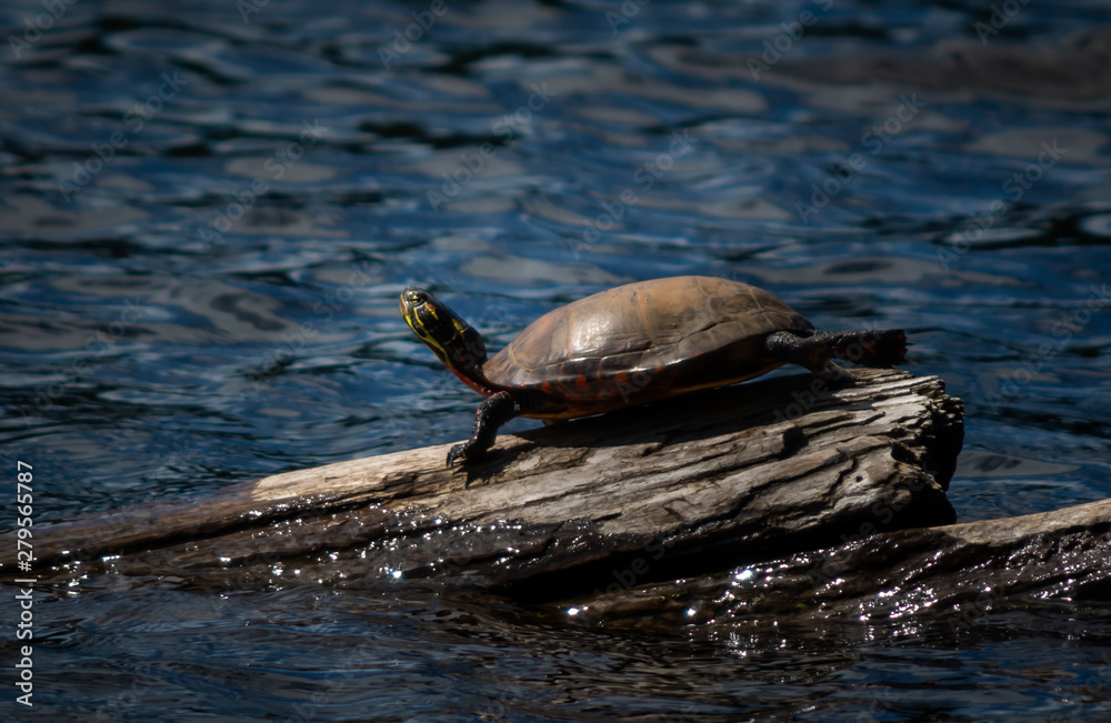 Fototapeta premium Sun Bathing