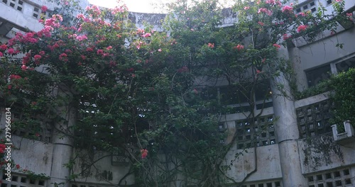 Hibiscus near the white archetecture at Ohama beach in Amami oshima Kagoshima photo