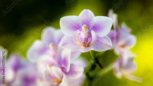 Purple Orchid Flowers © Fotoluminate LLC