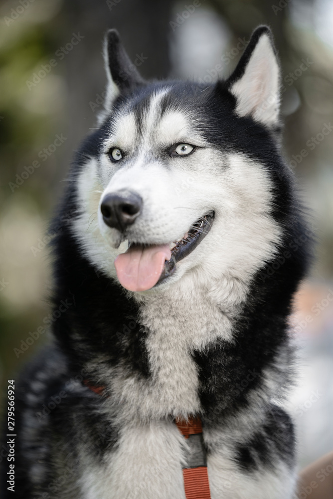 Lively and energetic husky dog running around the park in spring Lively and energetic husky dog running around the park in spring