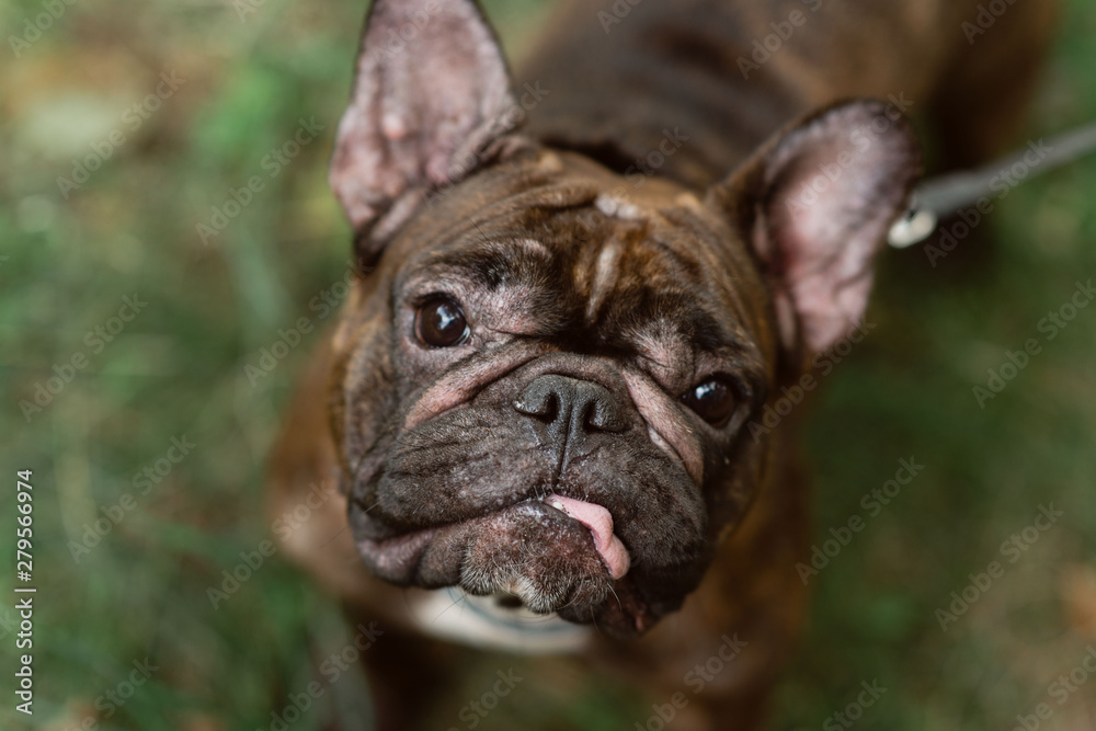 Brown funny  french bulldog with a collar.  Bulldog portrait.