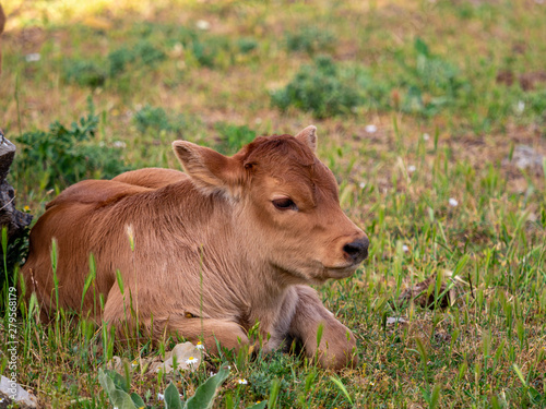 Calves in a meadow of Spain.