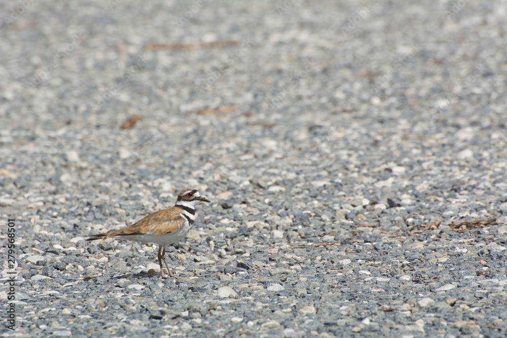 Fototapeta premium Killdeer in Gravel
