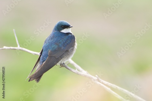 Tree Swallow Perched on a Branch © Jonathan