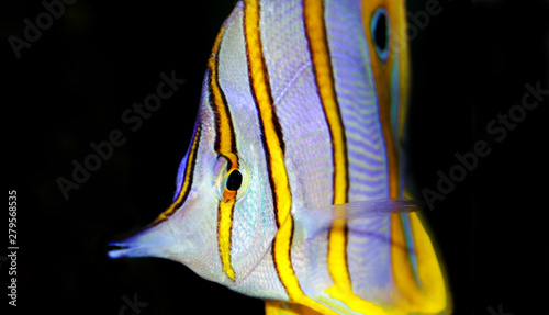 Copperband Butterflyfish  - (Chelmon rostratus)  photo