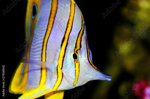 Copperband Butterflyfish  - (Chelmon rostratus)  photo