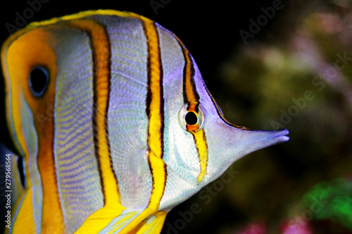 Copperband Butterflyfish - (Chelmon rostratus) 