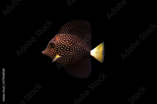 Gemmatum Tang - (Zebrasoma gemmatum) photo