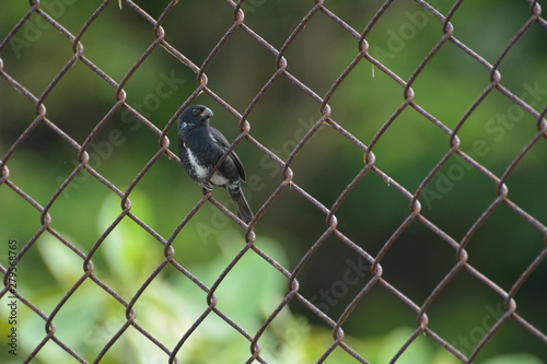 Variable Seedeater perched in a chain link fence photo