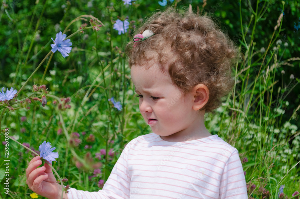 the little girl collects and sniffs the blue flowers of chicory. the little girl collects and sniffs the blue flowers of chicory.