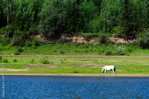 A lonely white Yakut horse eats grass on the Bank of the Viluy river among the stone Bank and the cliff from the taiga of the coniferous forest in the bright afternoon. photo