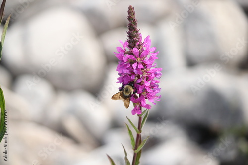 Bee on the flower photo