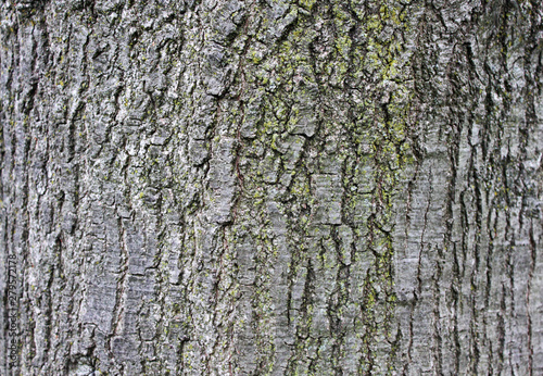 Tree bark texture rough surface © Geraldo