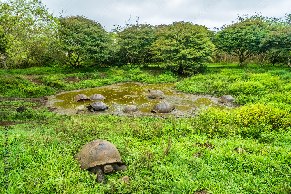 Naklejka premium Galapagos Giant Tortoise on Santa Cruz Island in Galapagos Islands. Group of many Galapagos tortoises cooling of in water hole. Amazing animals, nature and wildlife photo from Galapagos highlands.