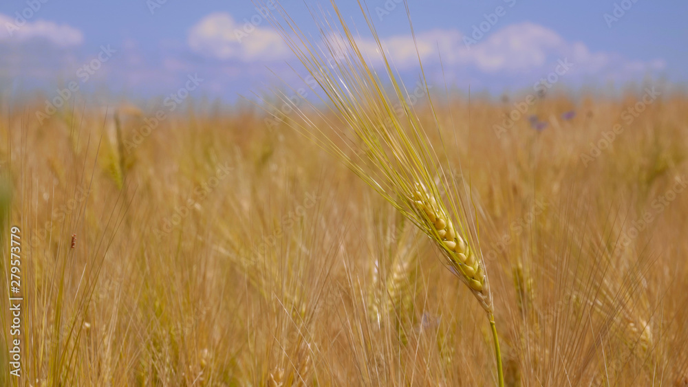 Fototapeta premium Barley ripening in field