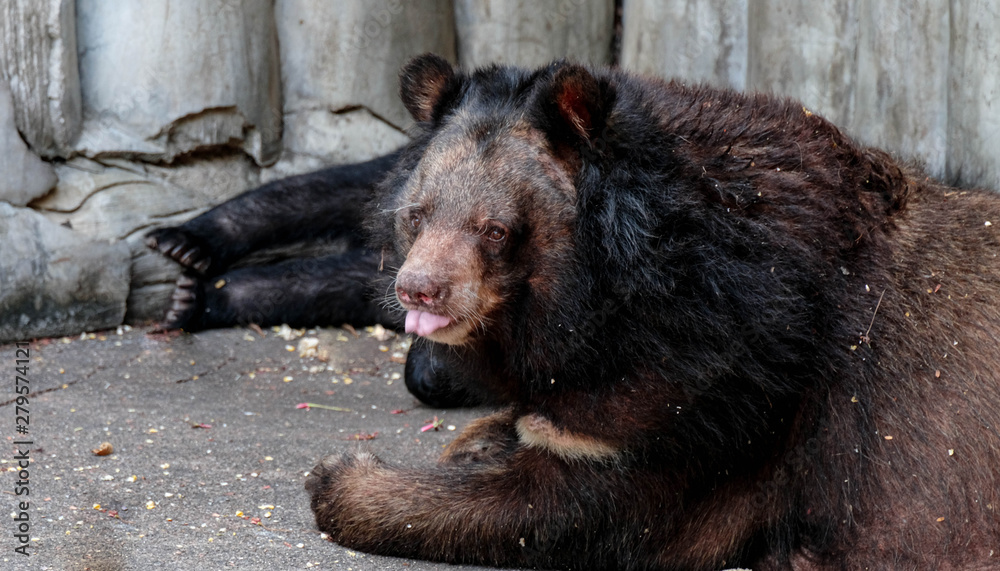 Fototapeta premium brown bear