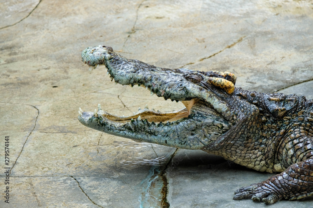 Obraz premium crocodile open mouth